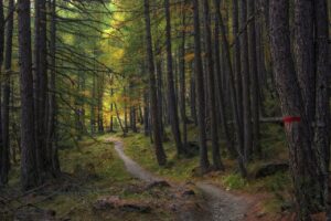 trail, trees, forest-5726987.jpg